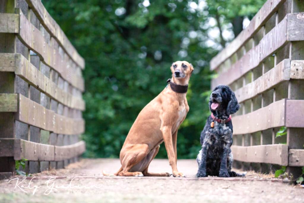 Dog Portraits