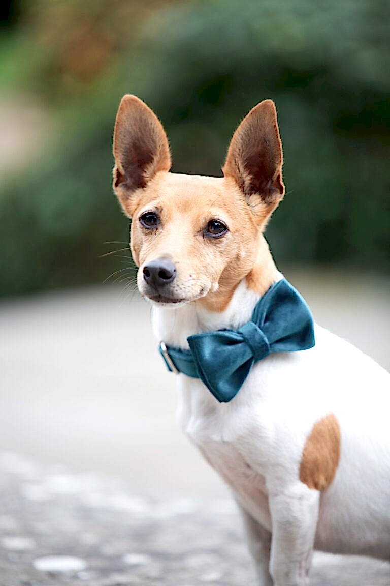 Pet Photographer North Yorkshire