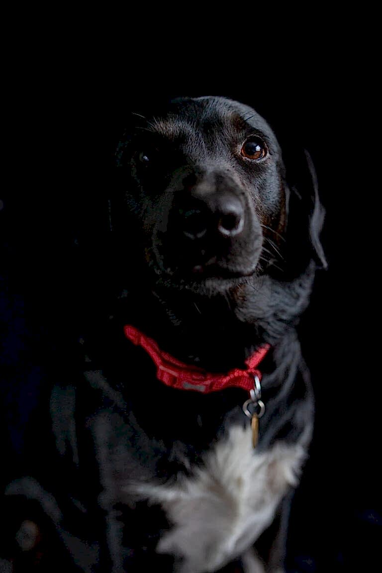 Pet Photographer North Yorkshire