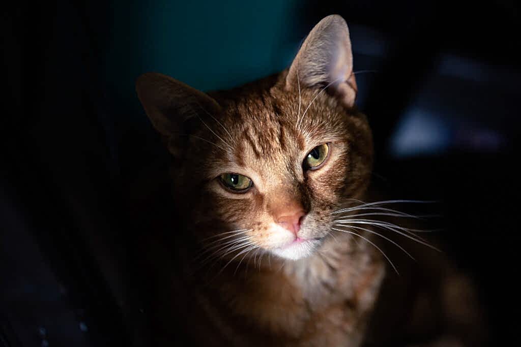 Pet Photographer North Yorkshire