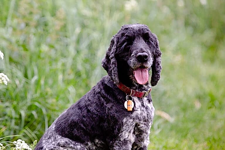 Pet Photographer North Yorkshire