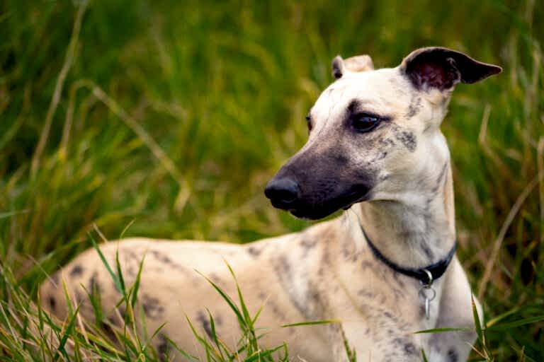 Pet Photographer North Yorkshire