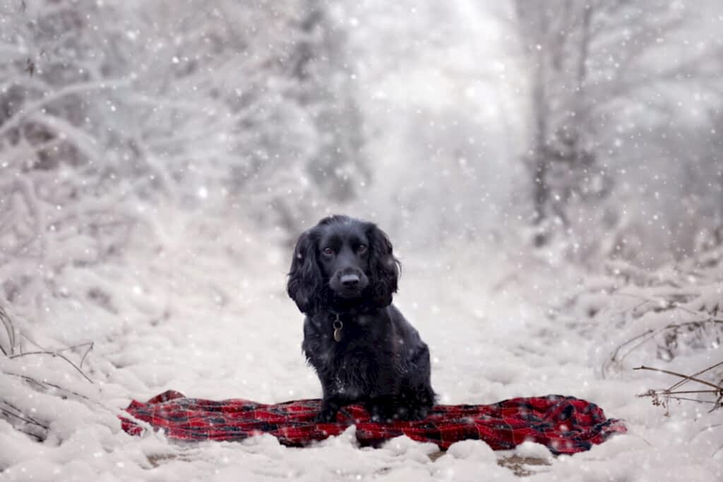 Pet Photographer North Yorkshire