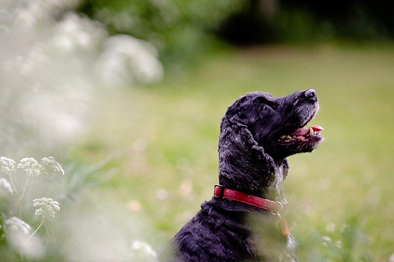 Pet Photographer North Yorkshire