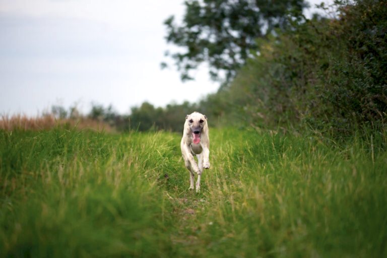 Dog Portraits North Yorkshire