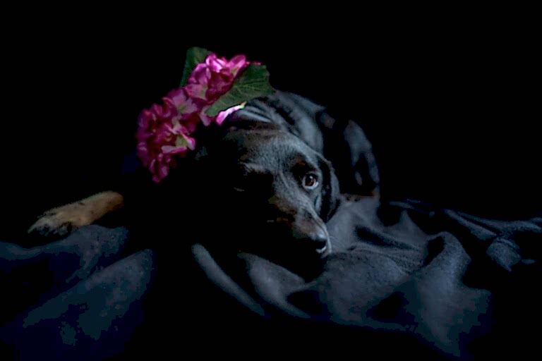 Dog Portraits North Yorkshire