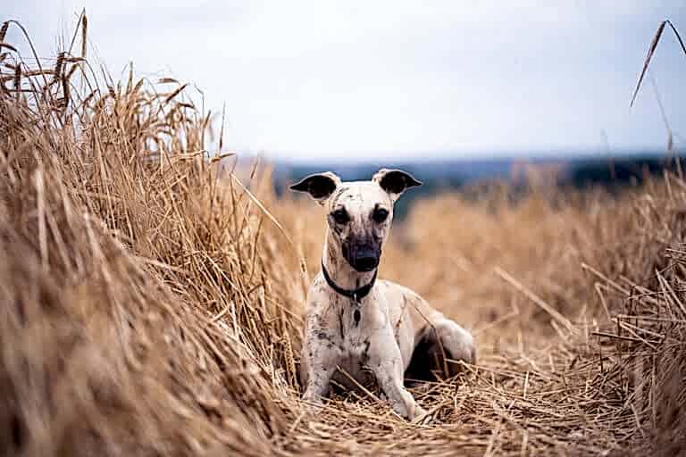 Dog Portraits North Yorkshire