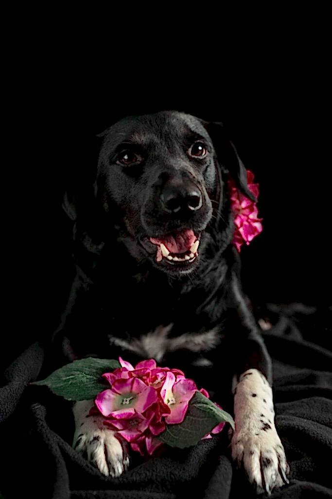 Dog Portraits North Yorkshire