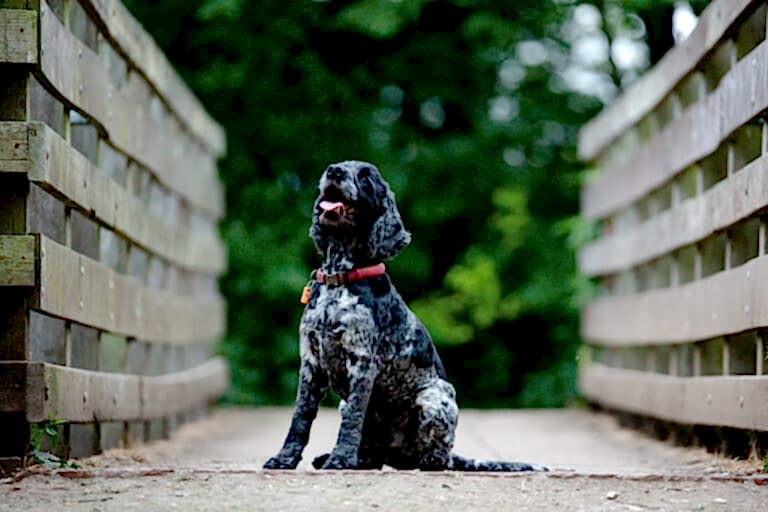 Dog Portraits North Yorkshire