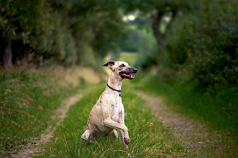 Dog Portraits North Yorkshire