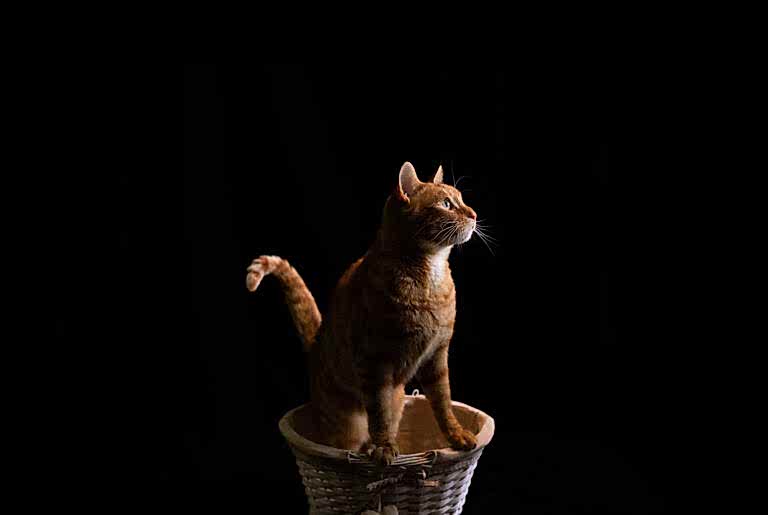 Pet Portraits