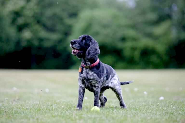 Dog Portraits North Yorkshire