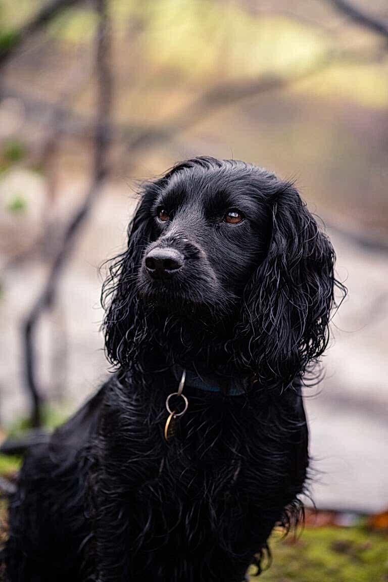 Dog Photograhper