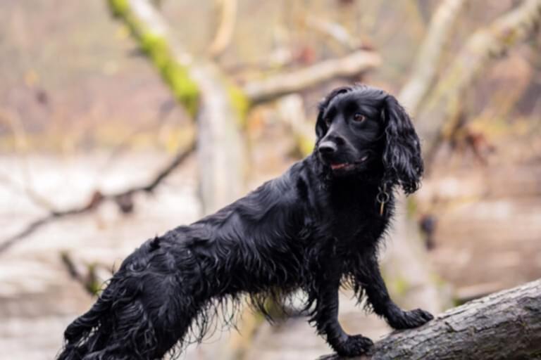 Dog Photograhper