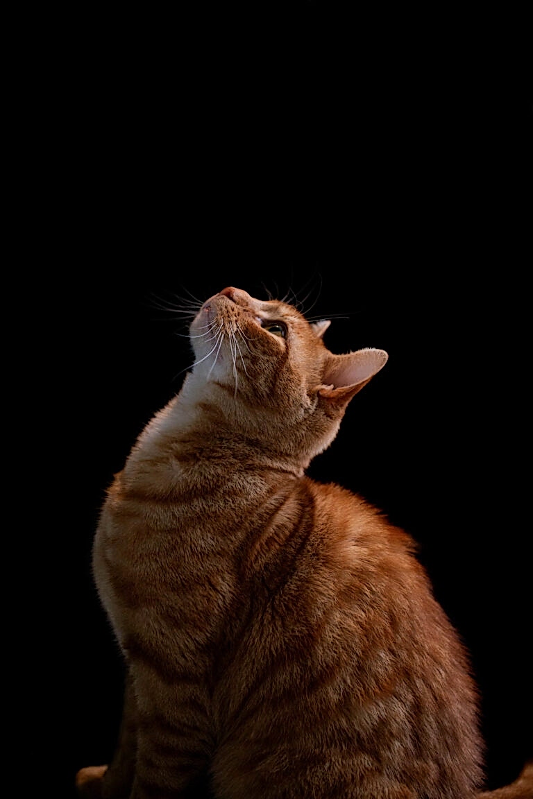 Pet Portraits