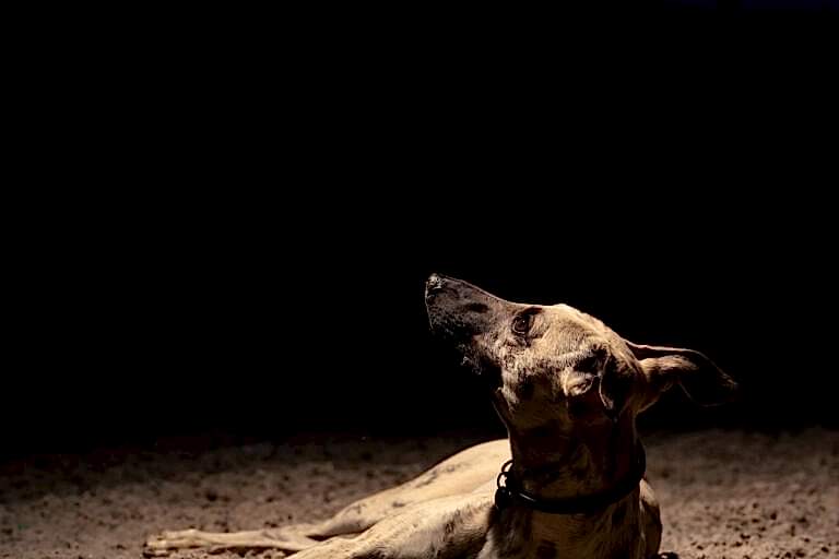 Dog Photograhper