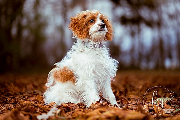 Dog Portraits North Yorkshire