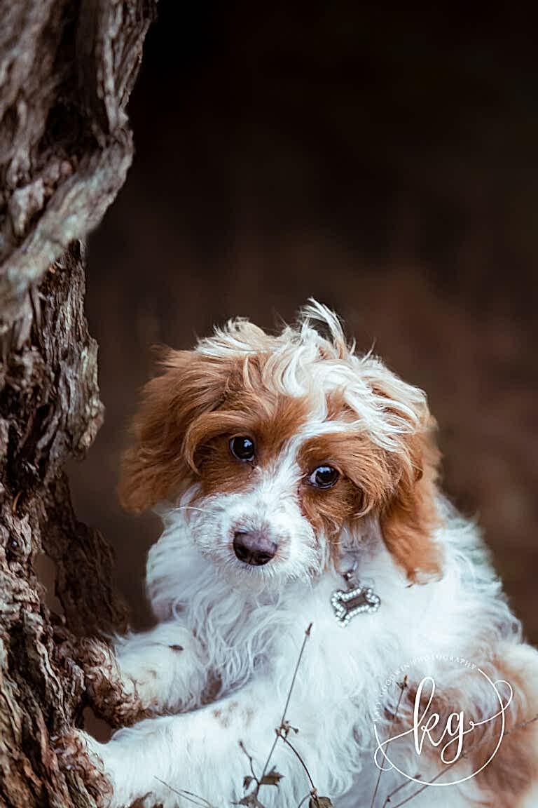 Dog Portraits North Yorkshire