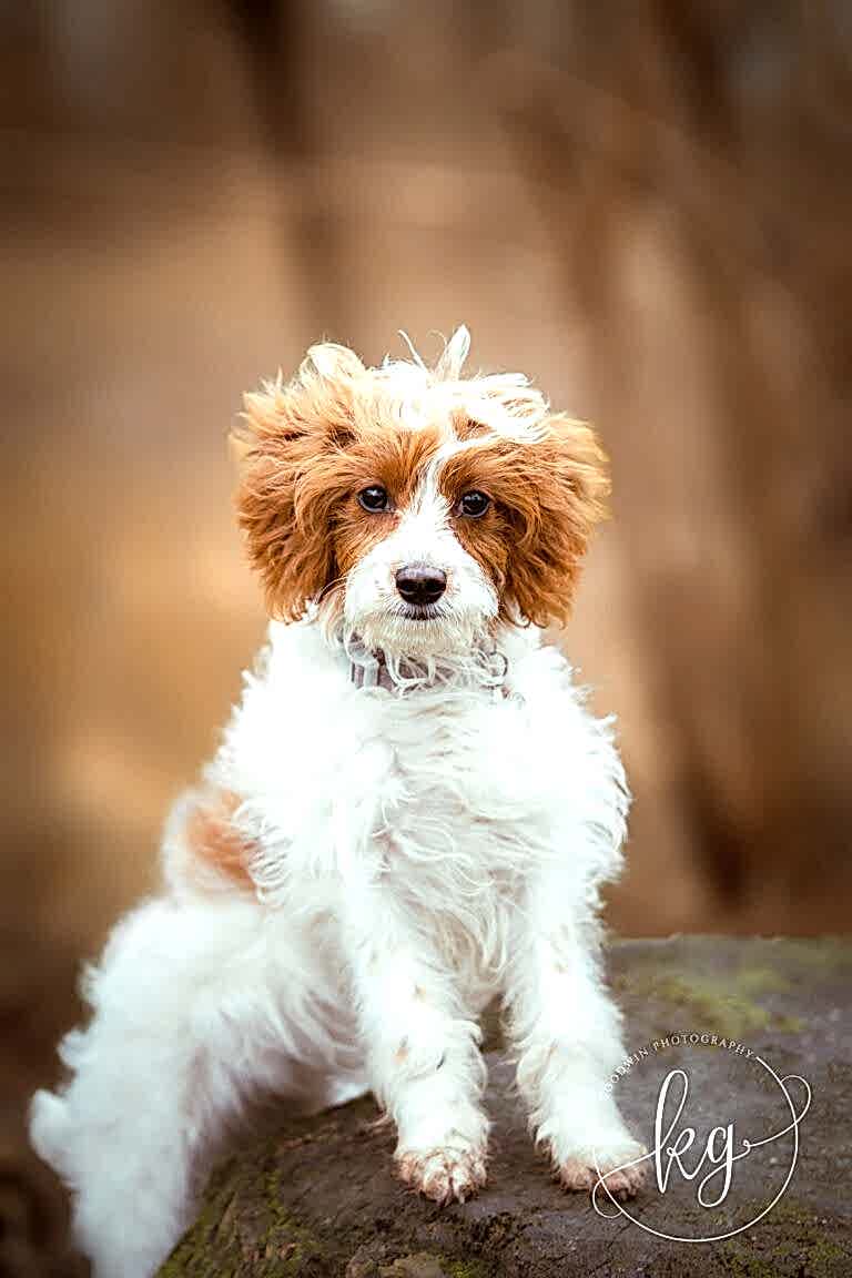 Dog Portraits North Yorkshire