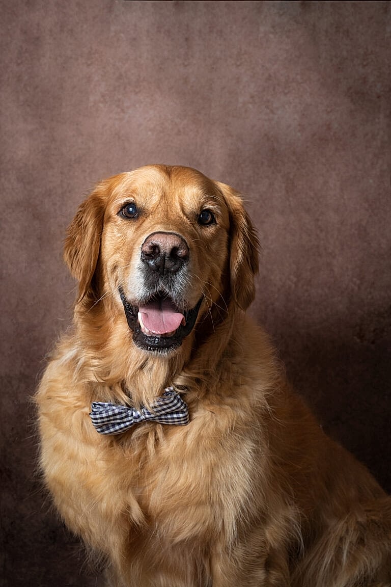 North Yorkshire Pet Photographer