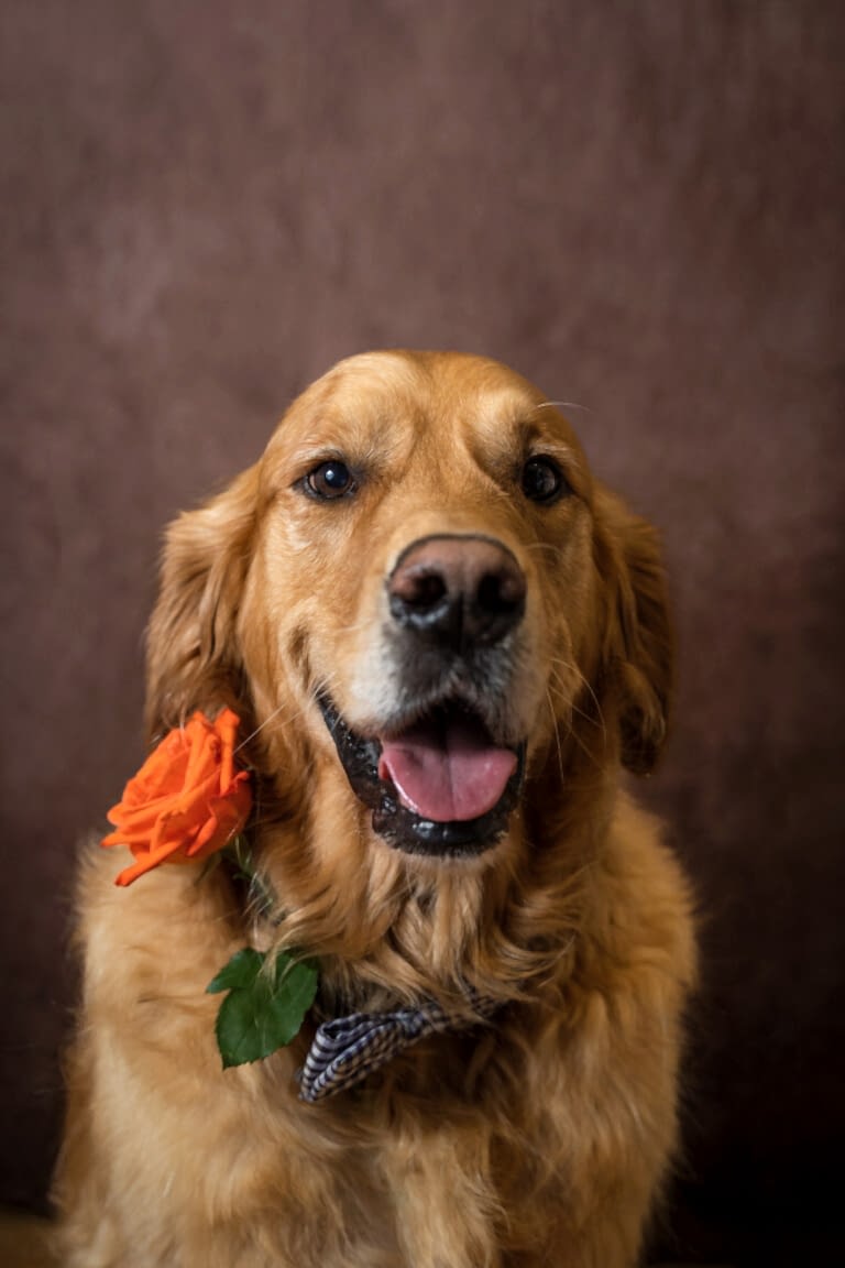 North Yorkshire Pet Photographer