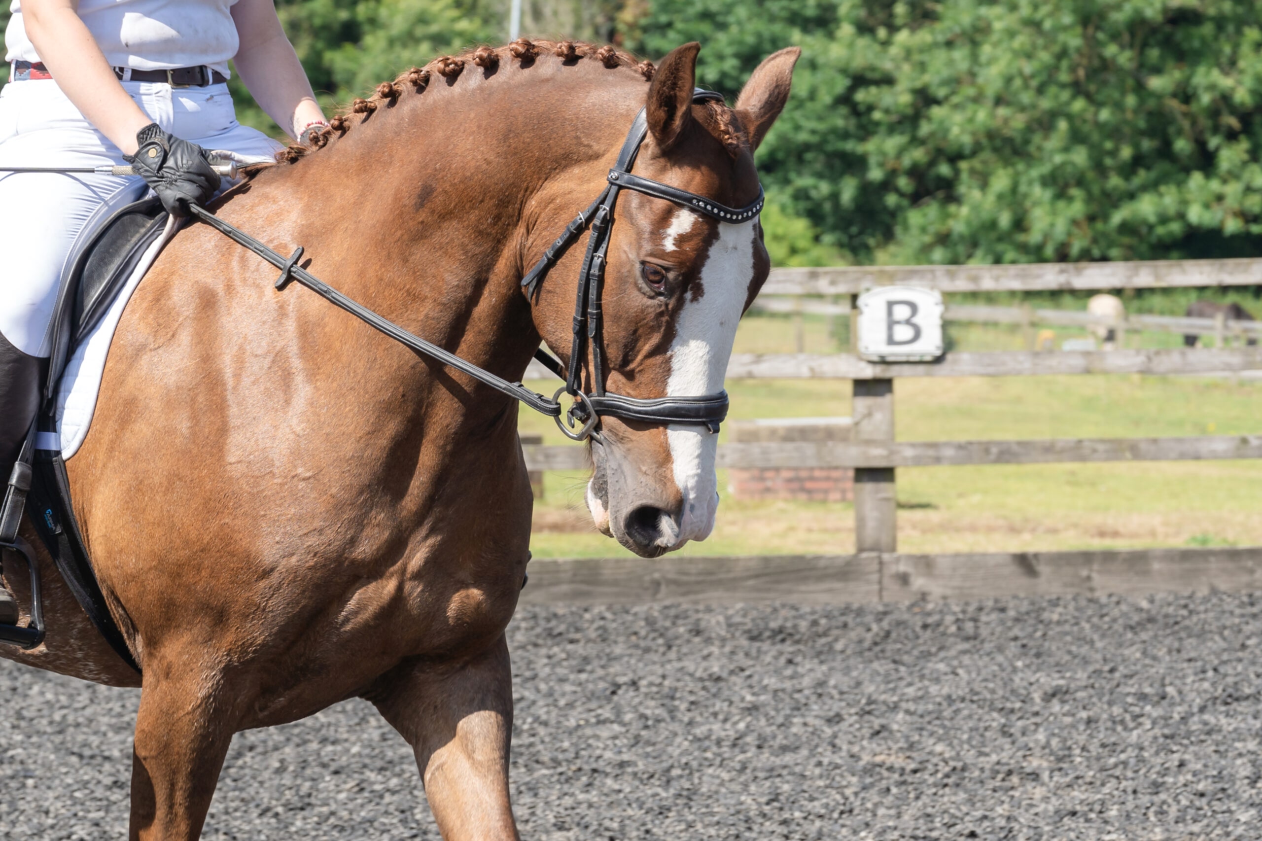 Equestrian Event Photographer North Yorkshire